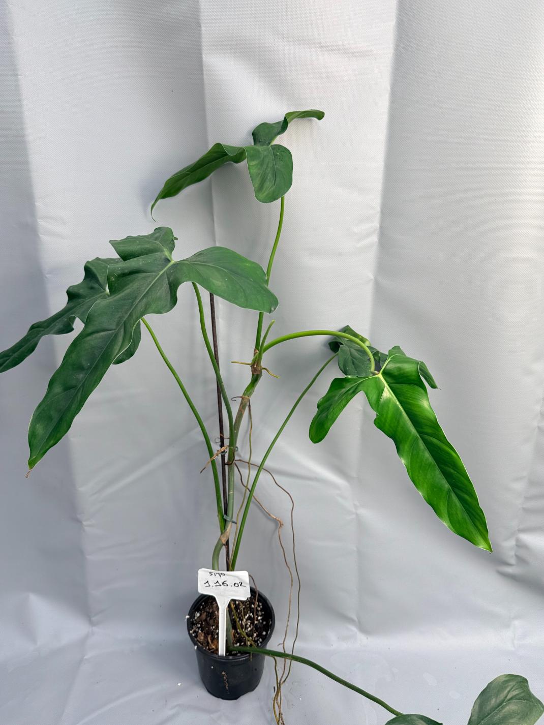 Philodendron mexicanum XXL 14