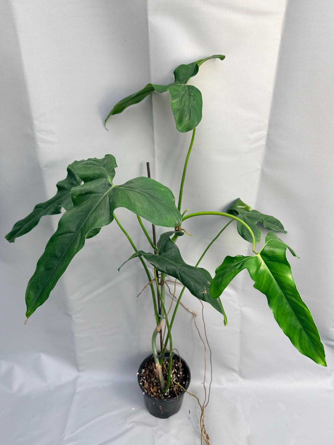 Philodendron mexicanum XXL 15