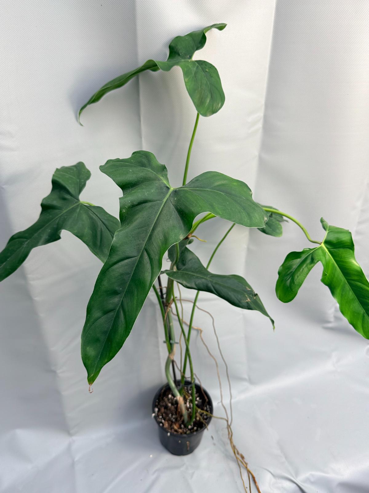 Philodendron mexicanum XXL16