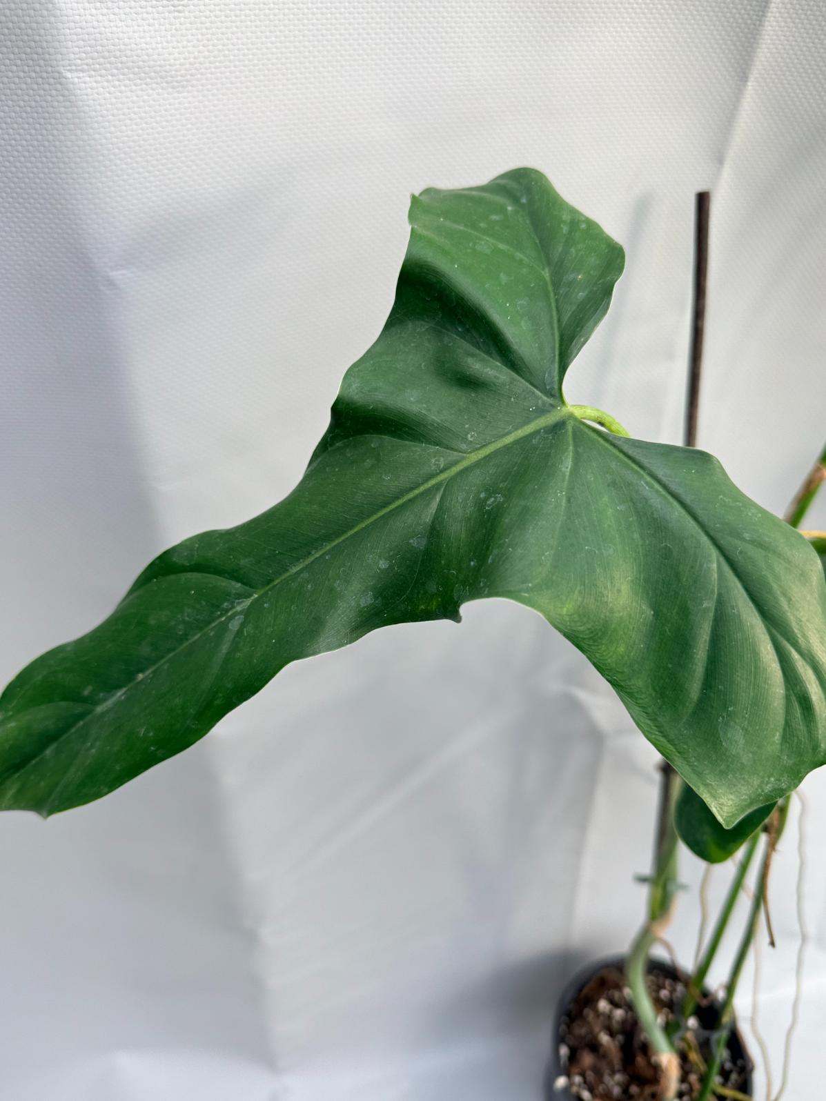 Philodendron mexicanum XXL 17