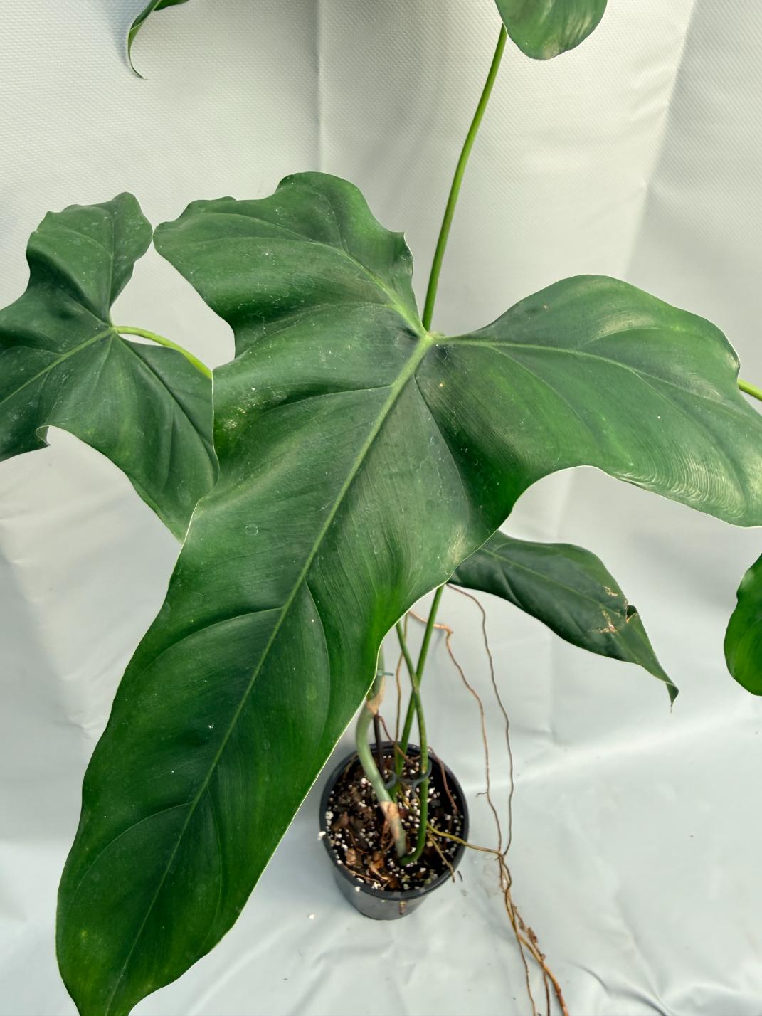 Philodendron mexicanum XXL 18