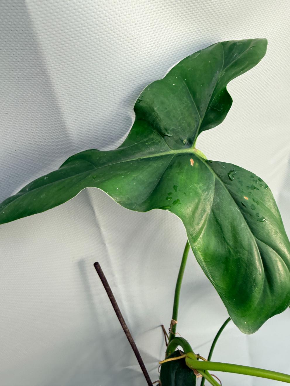 Philodendron mexicanum XXL 19