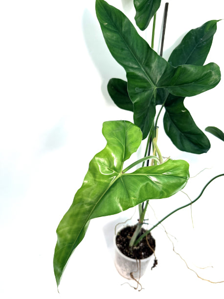 Philodendron_mexicanum_XL