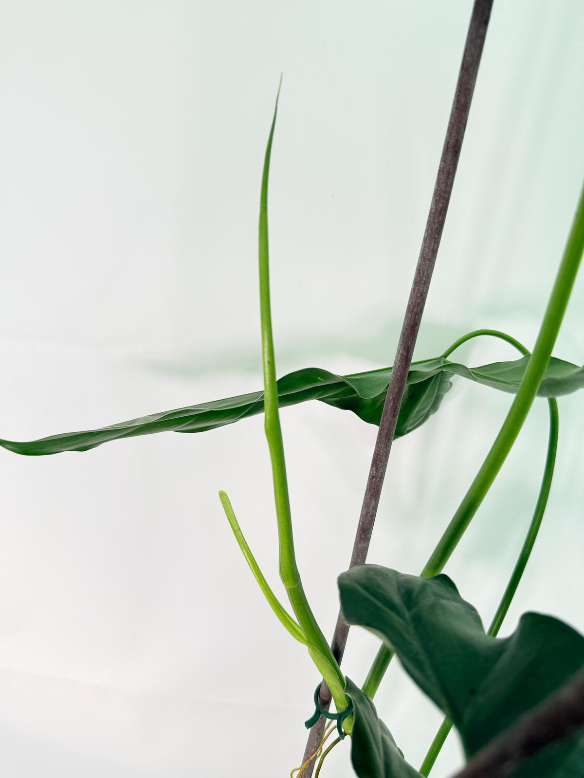 Philodendron mexicanum XL 07