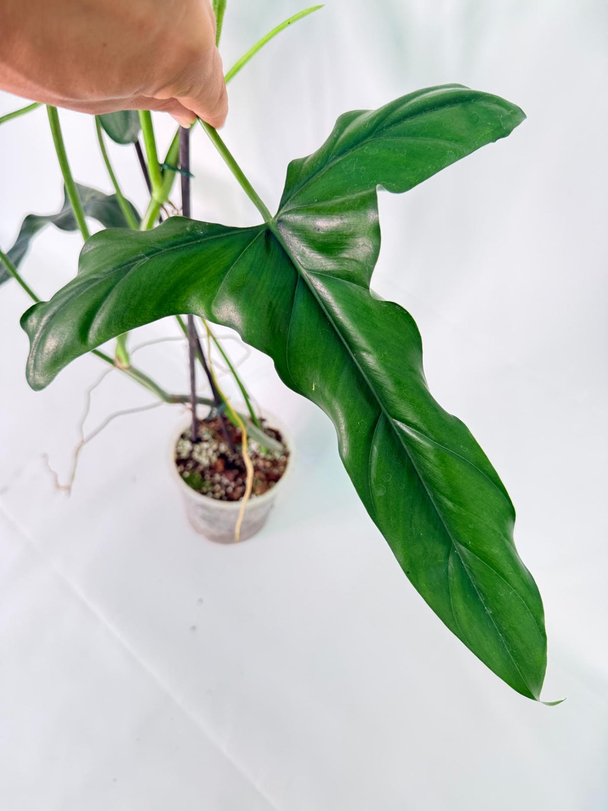 Philodendron mexicanum XL 08