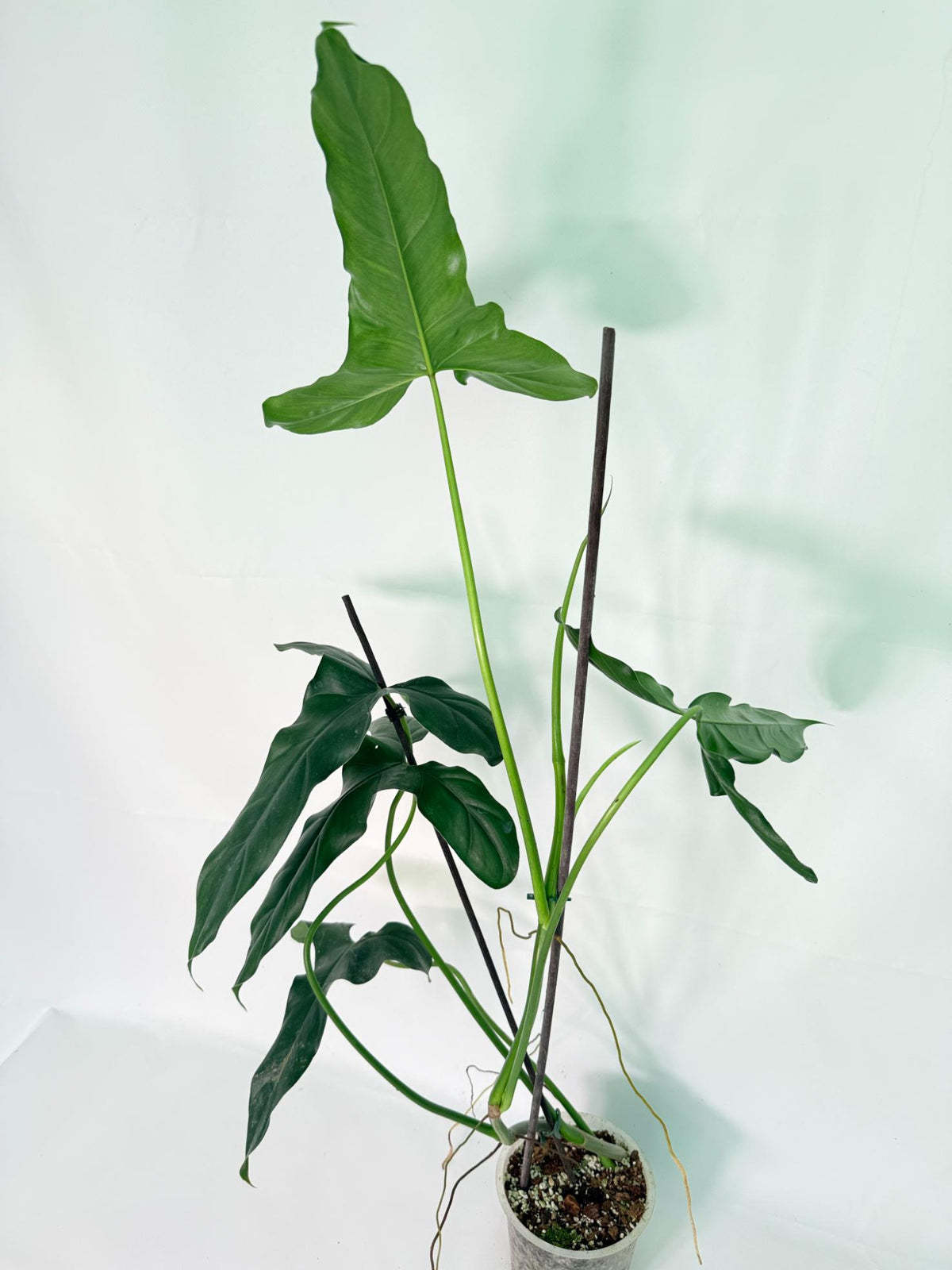 Philodendron mexicanum XL 09