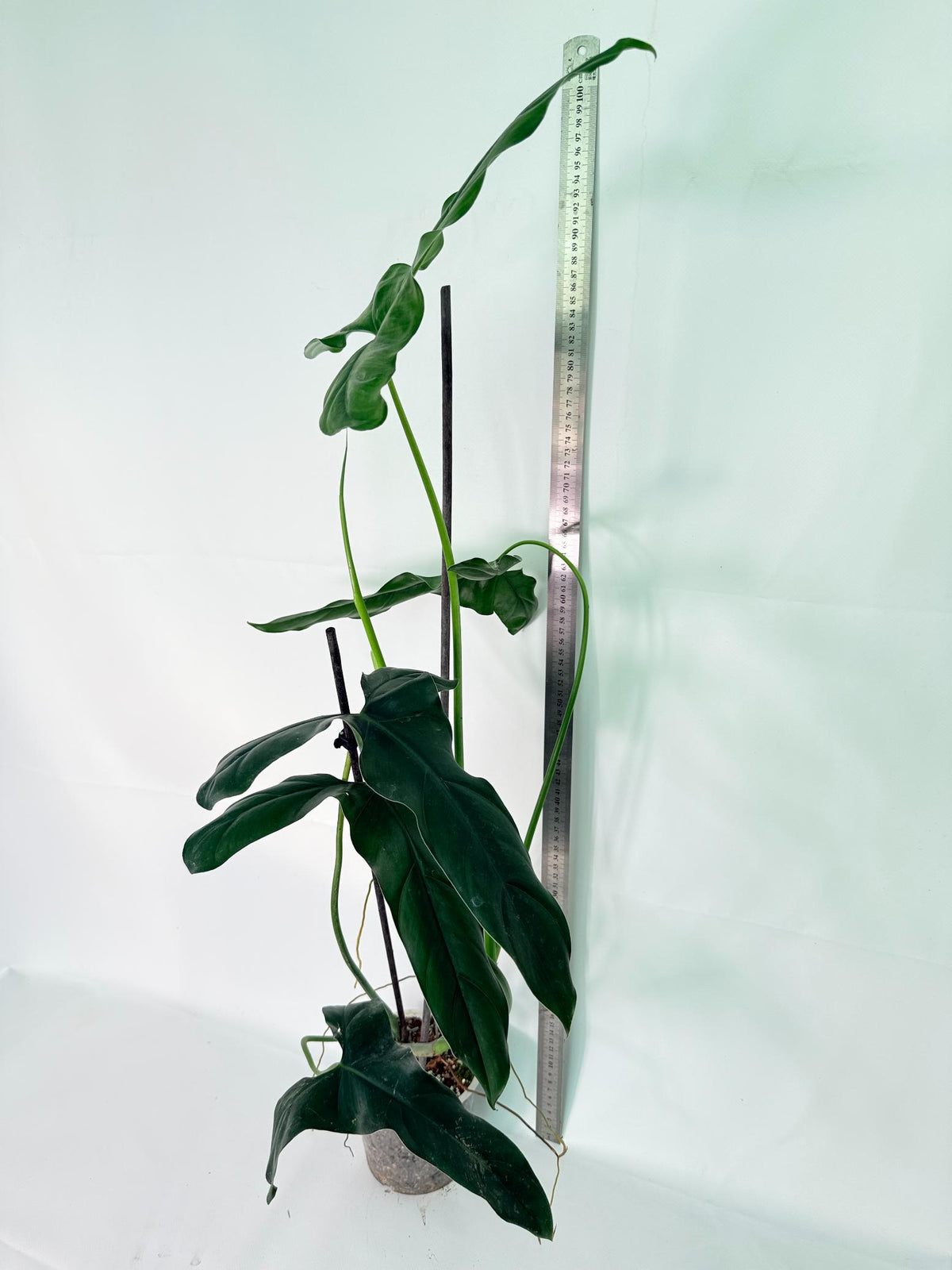 Philodendron mexicanum XL 10