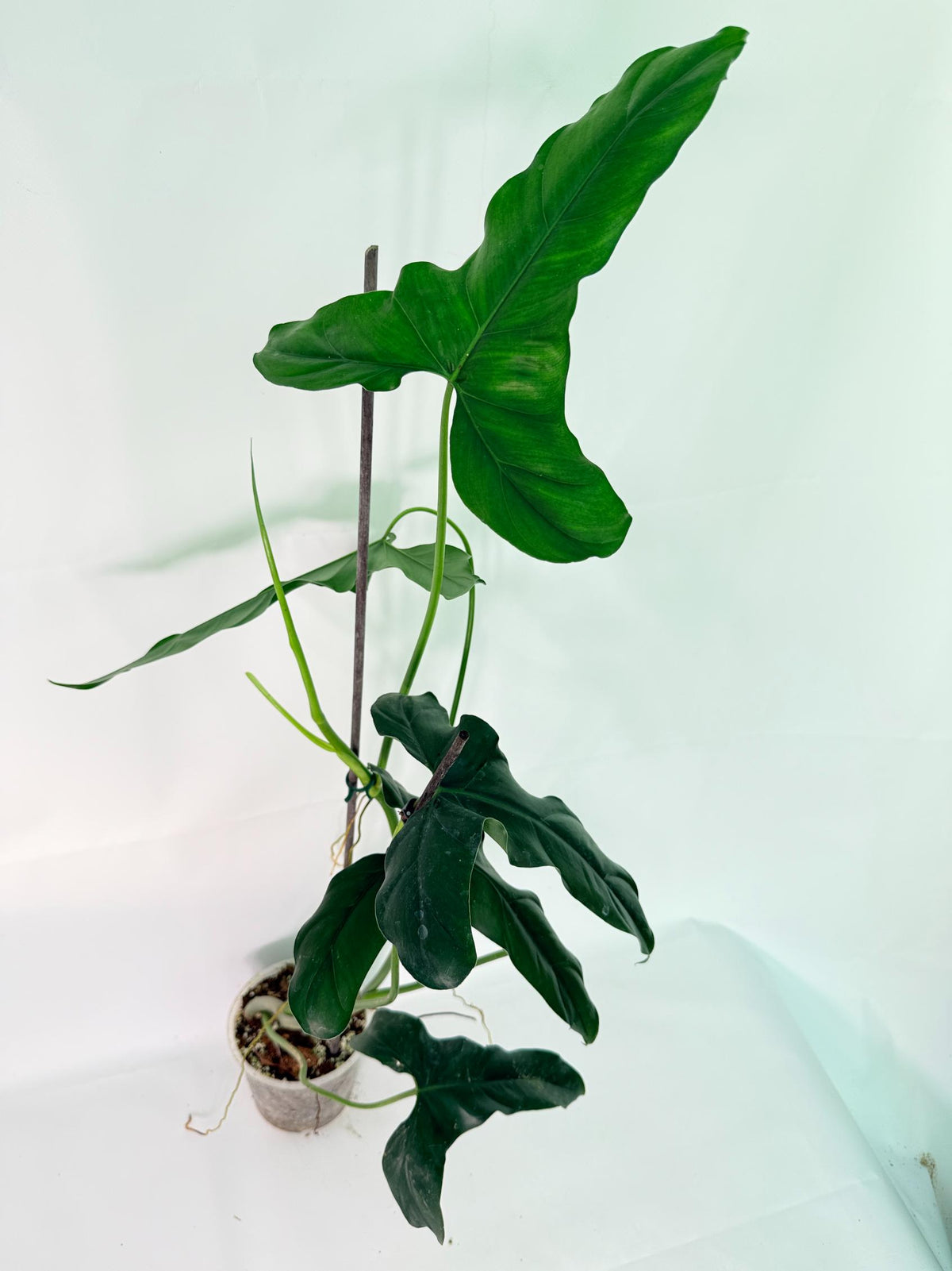 Philodendron mexicanum XL 01