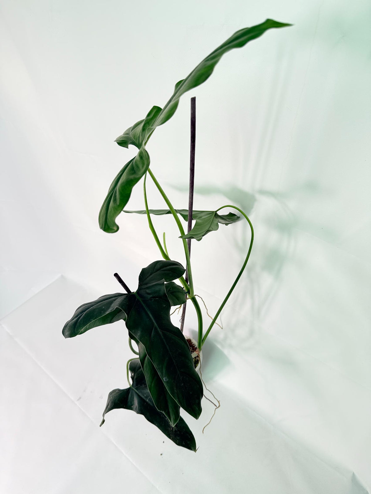Philodendron mexicanum XL 02