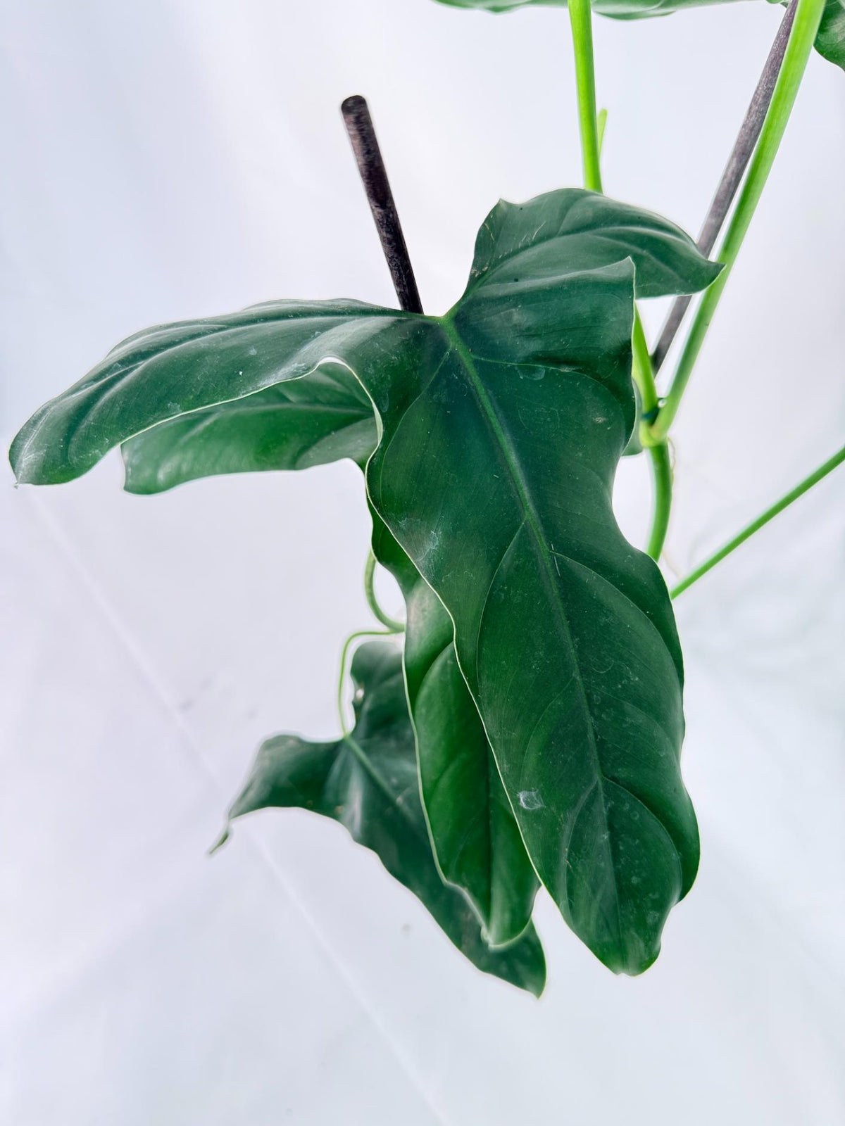 Philodendron mexicanum XL 03