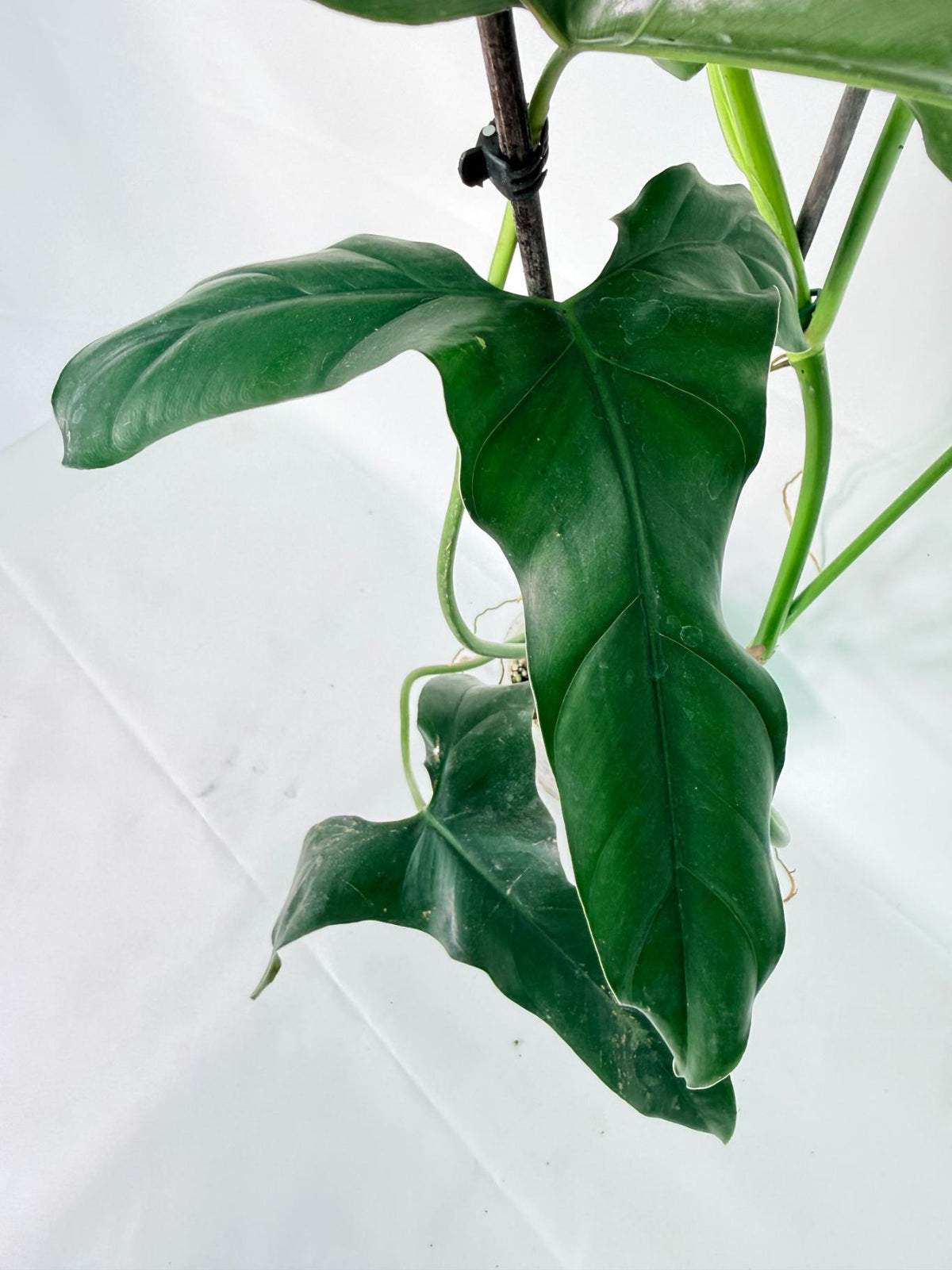 Philodendron mexicanum XL 04