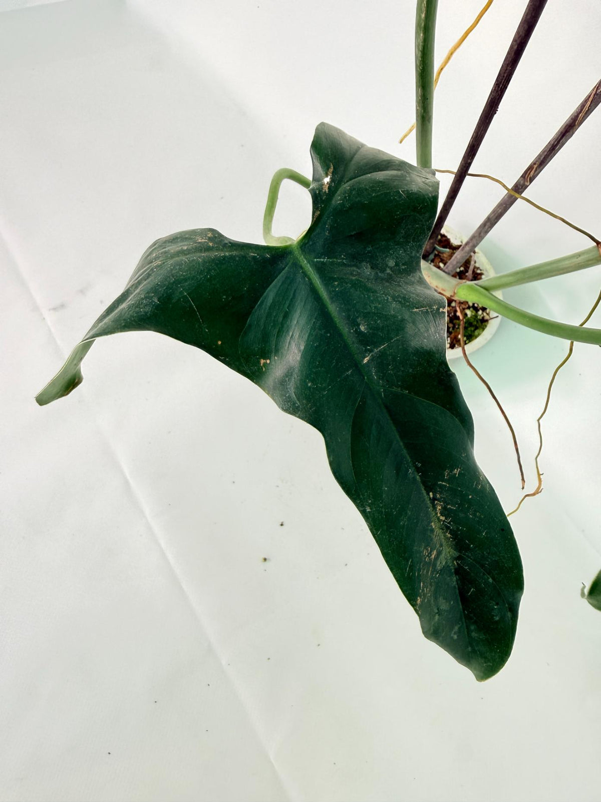 Philodendron mexicanum XL 05