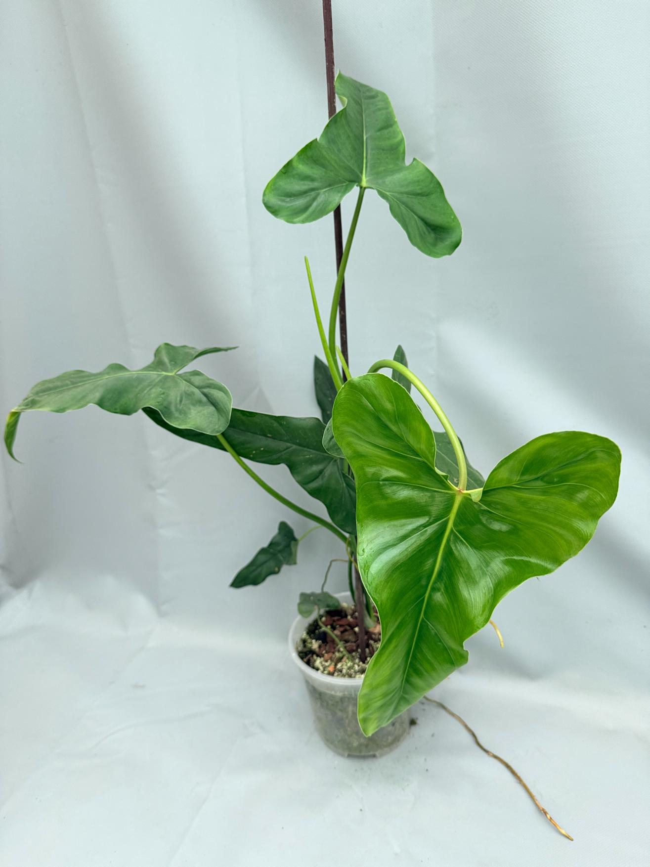Philodendron mexicanum XXL 01