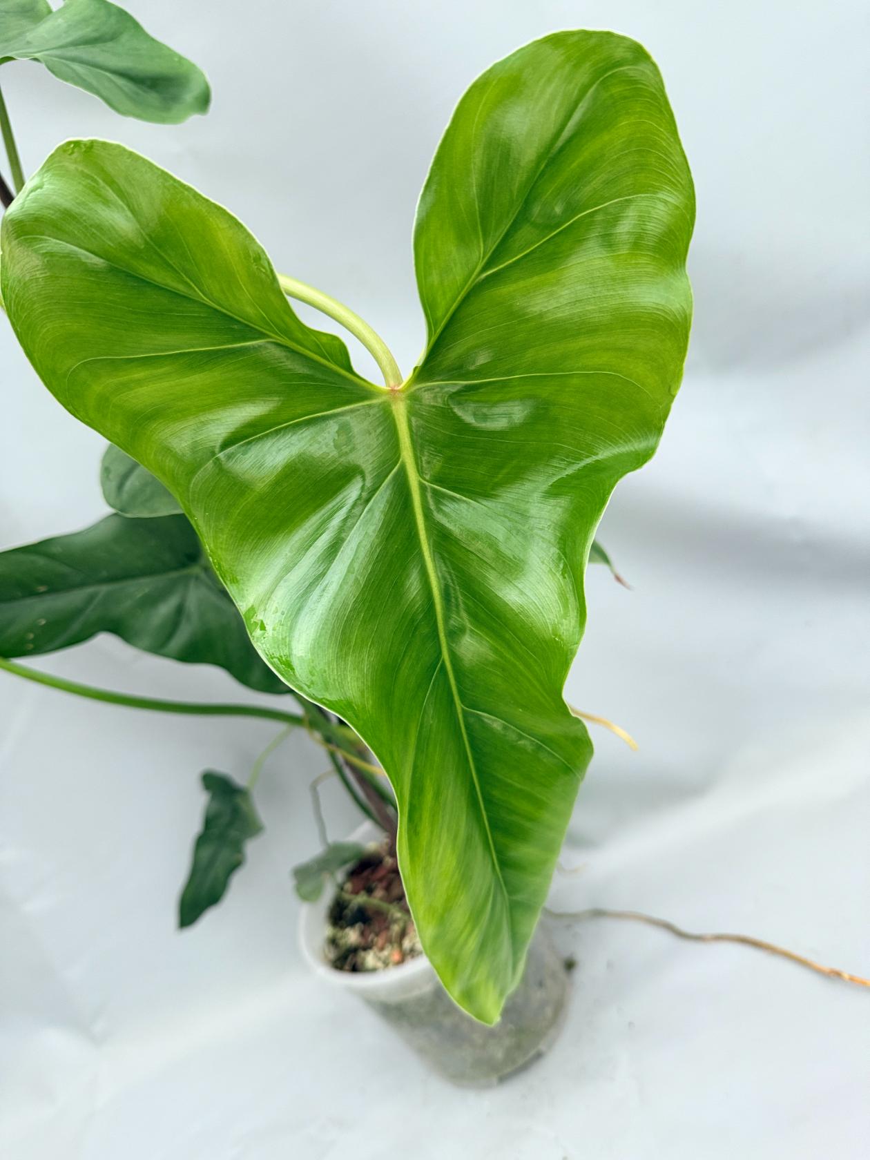Philodendron mexicanum XXL 03