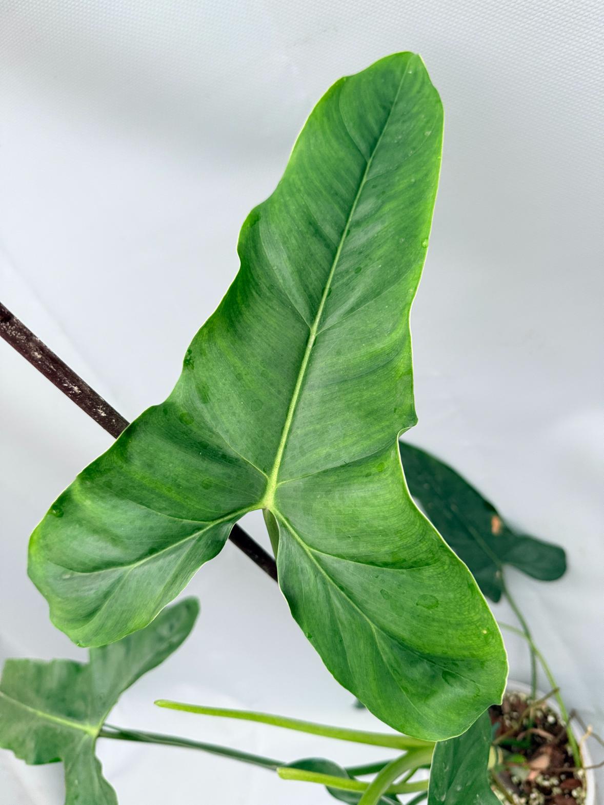 Philodendron mexicanum XXL 04