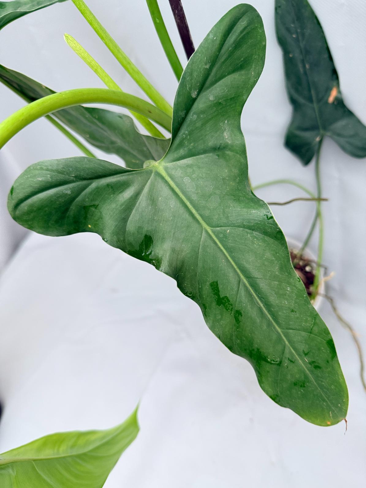 Philodendron mexicanum XXL 05