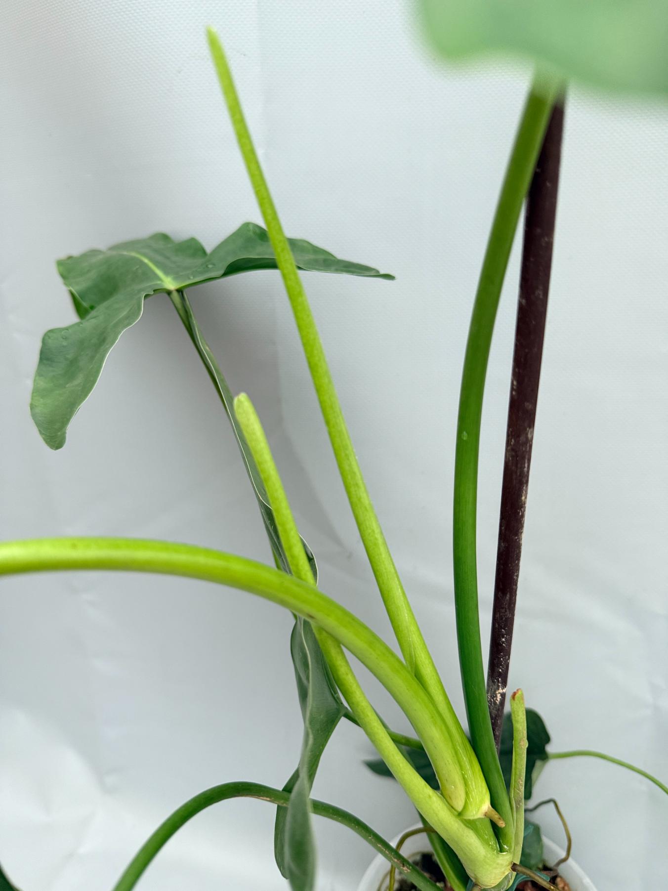 Philodendron mexicanum XXL  06