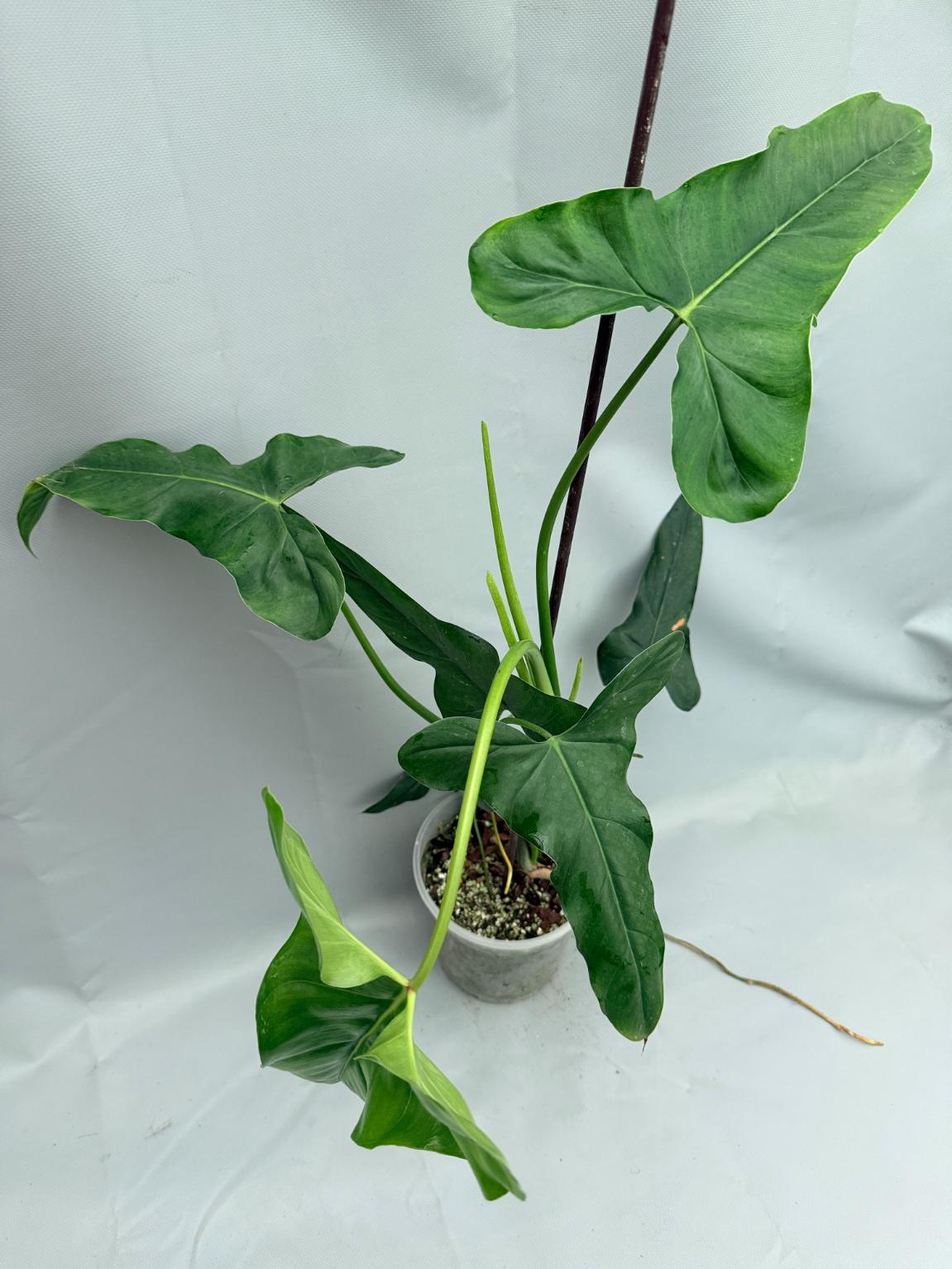 Philodendron mexicanum XXL 02