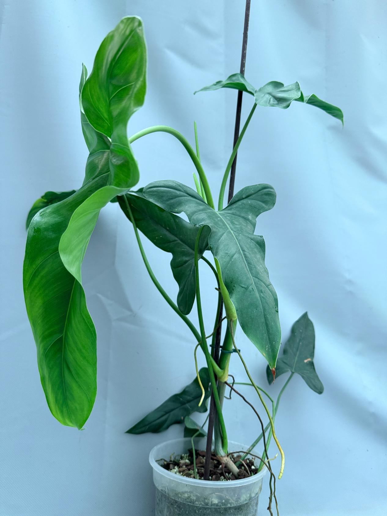 Philodendron mexicanum XXL 07