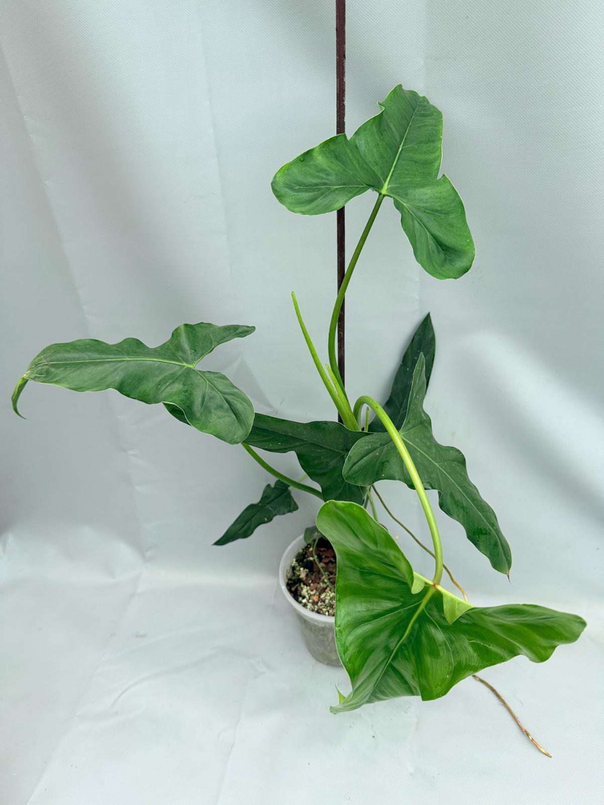 Philodendron mexicanum XXL 08
