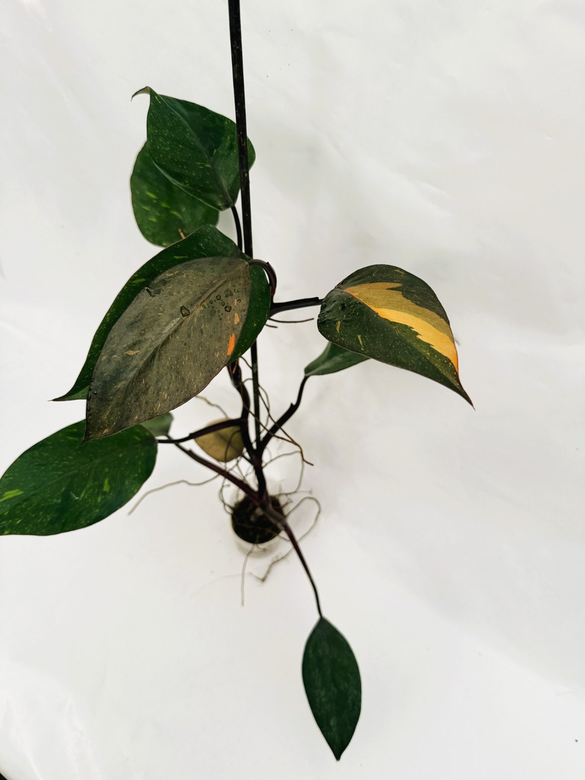 Philodendron_orange_princess_variegata