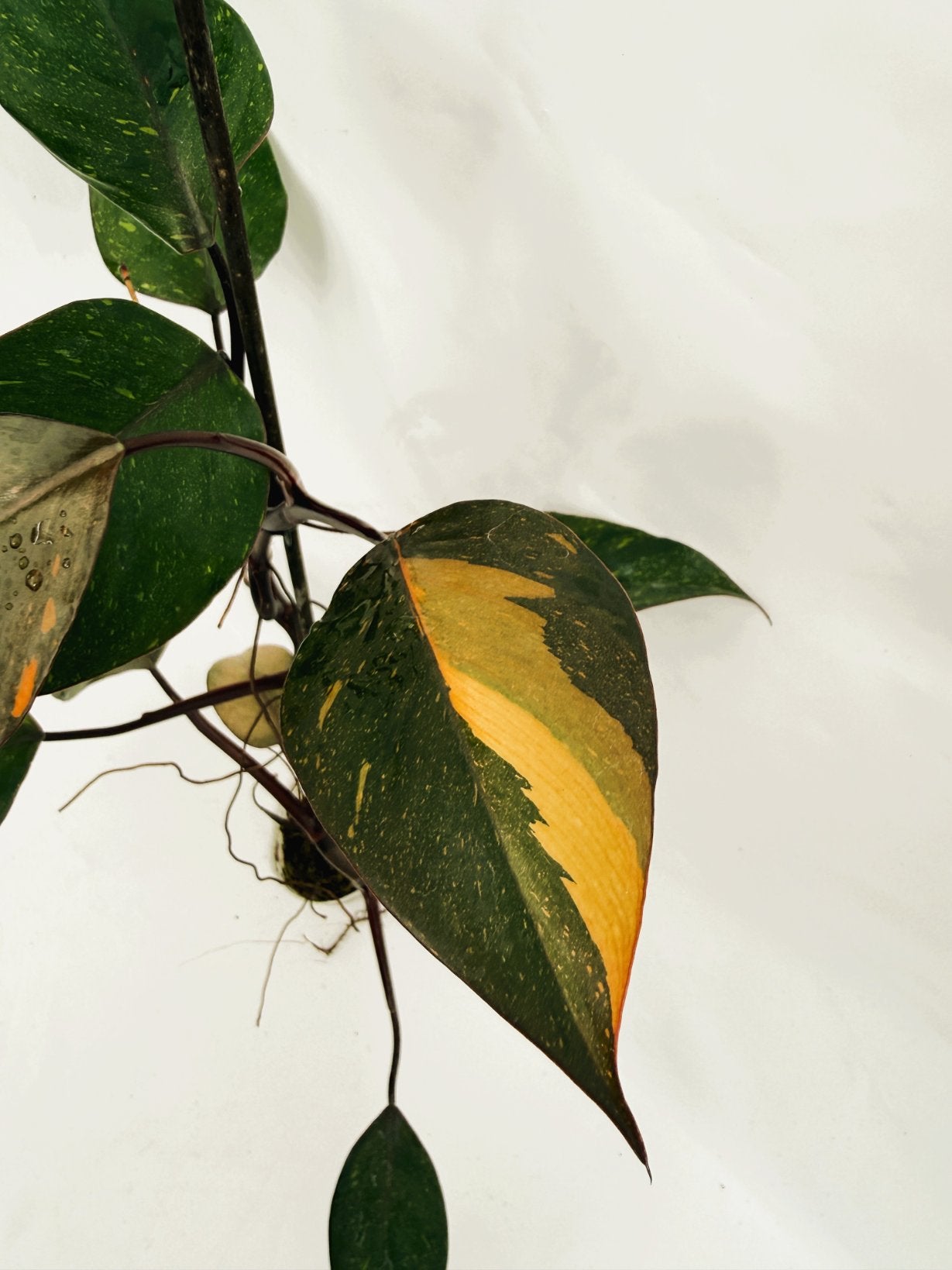 Philodendron_orange_princess_variegata