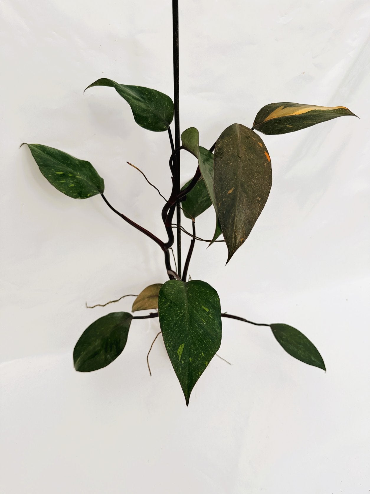 Philodendron_orange_princess_variegata