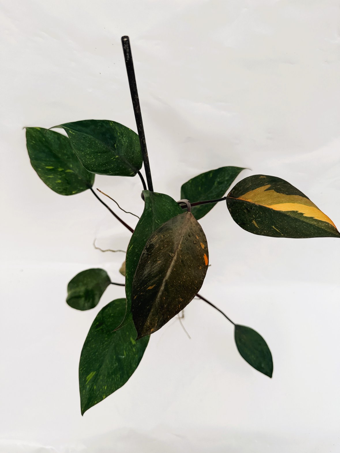 Philodendron_orange_princess_variegata