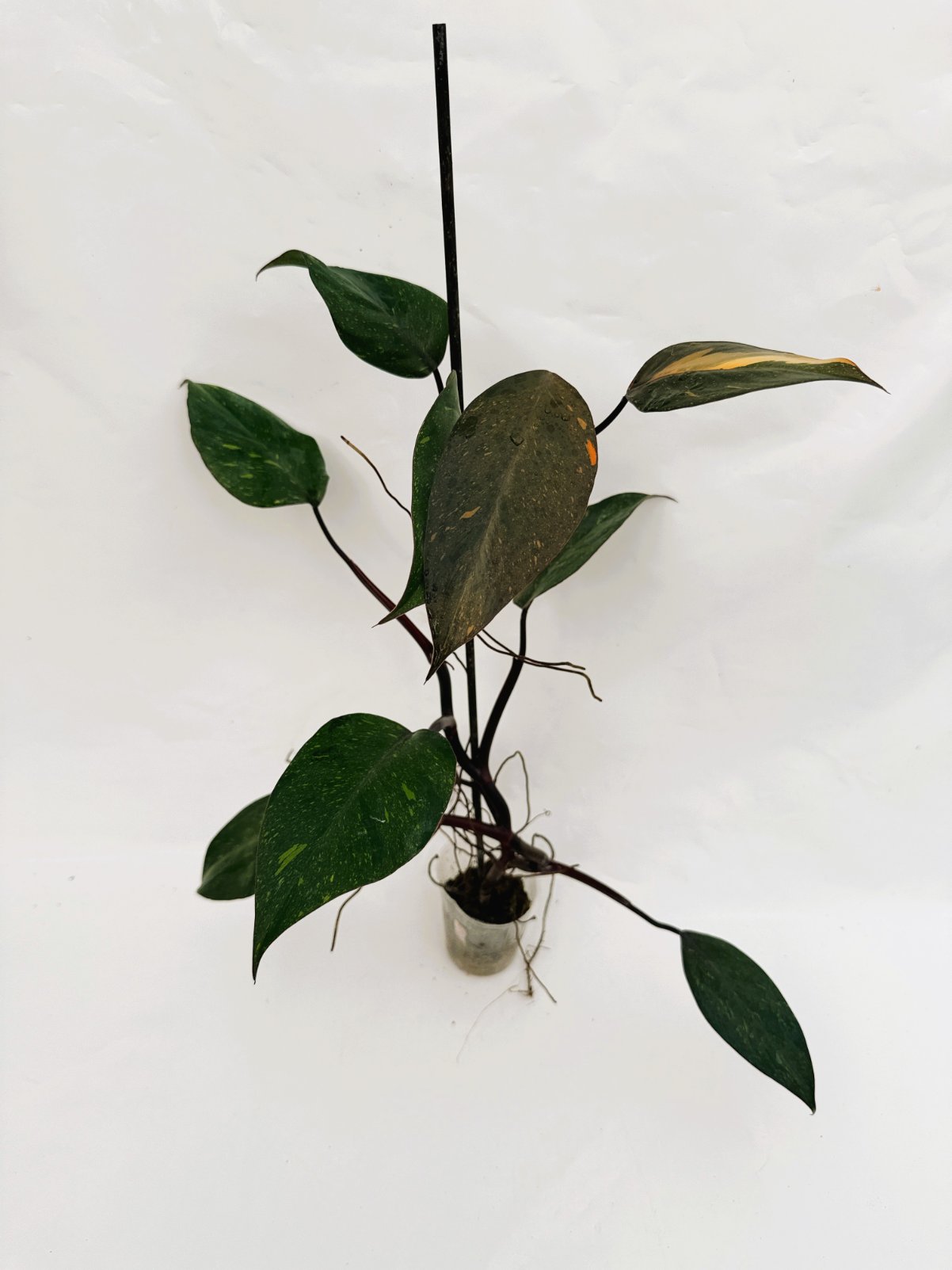 Philodendron_orange_princess_variegata