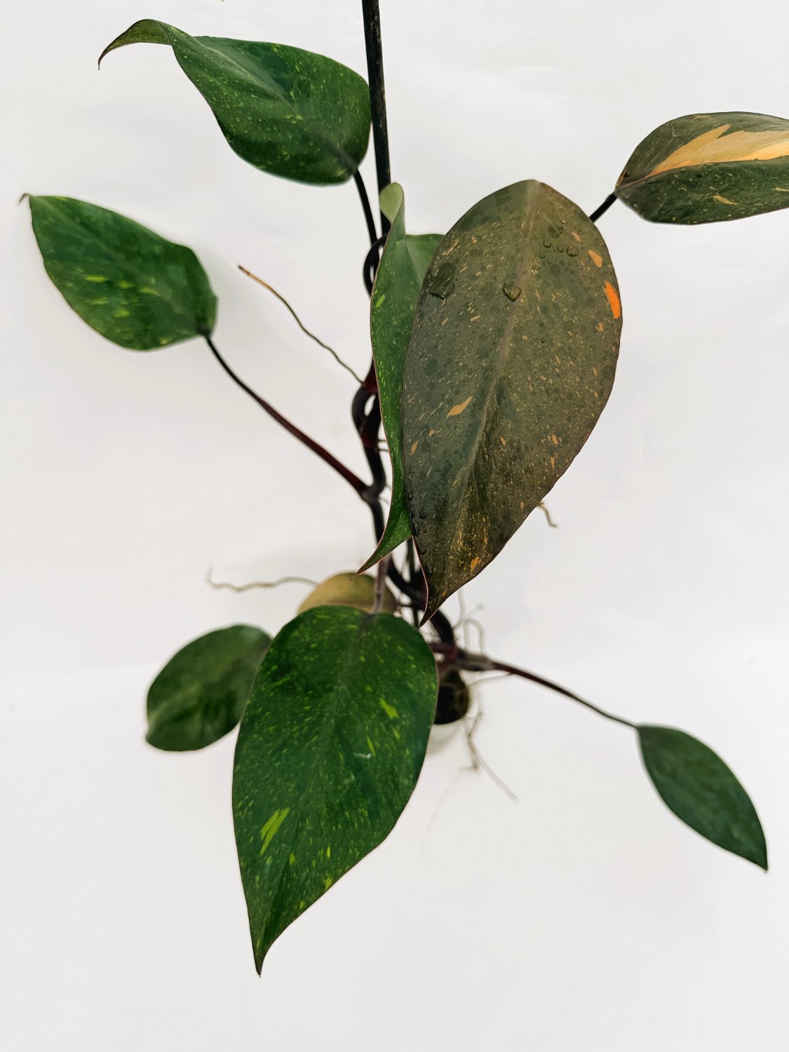 Philodendron_orange_princess_variegata