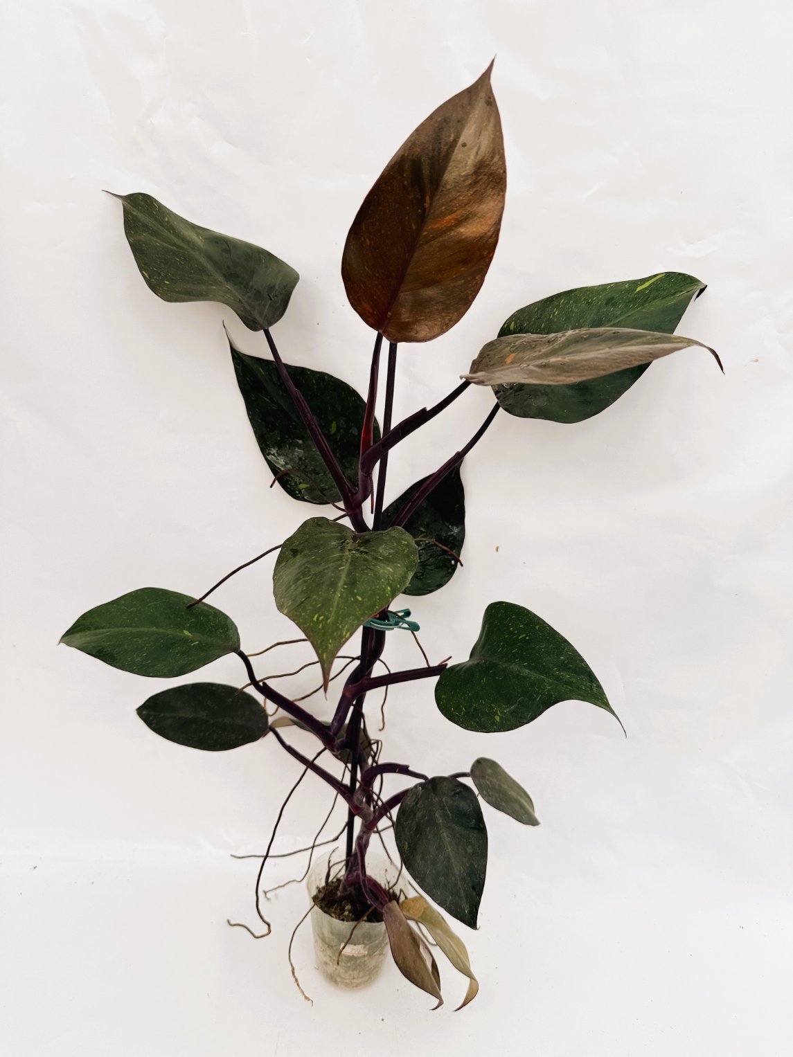 Philodendron_orange_princess_variegata
