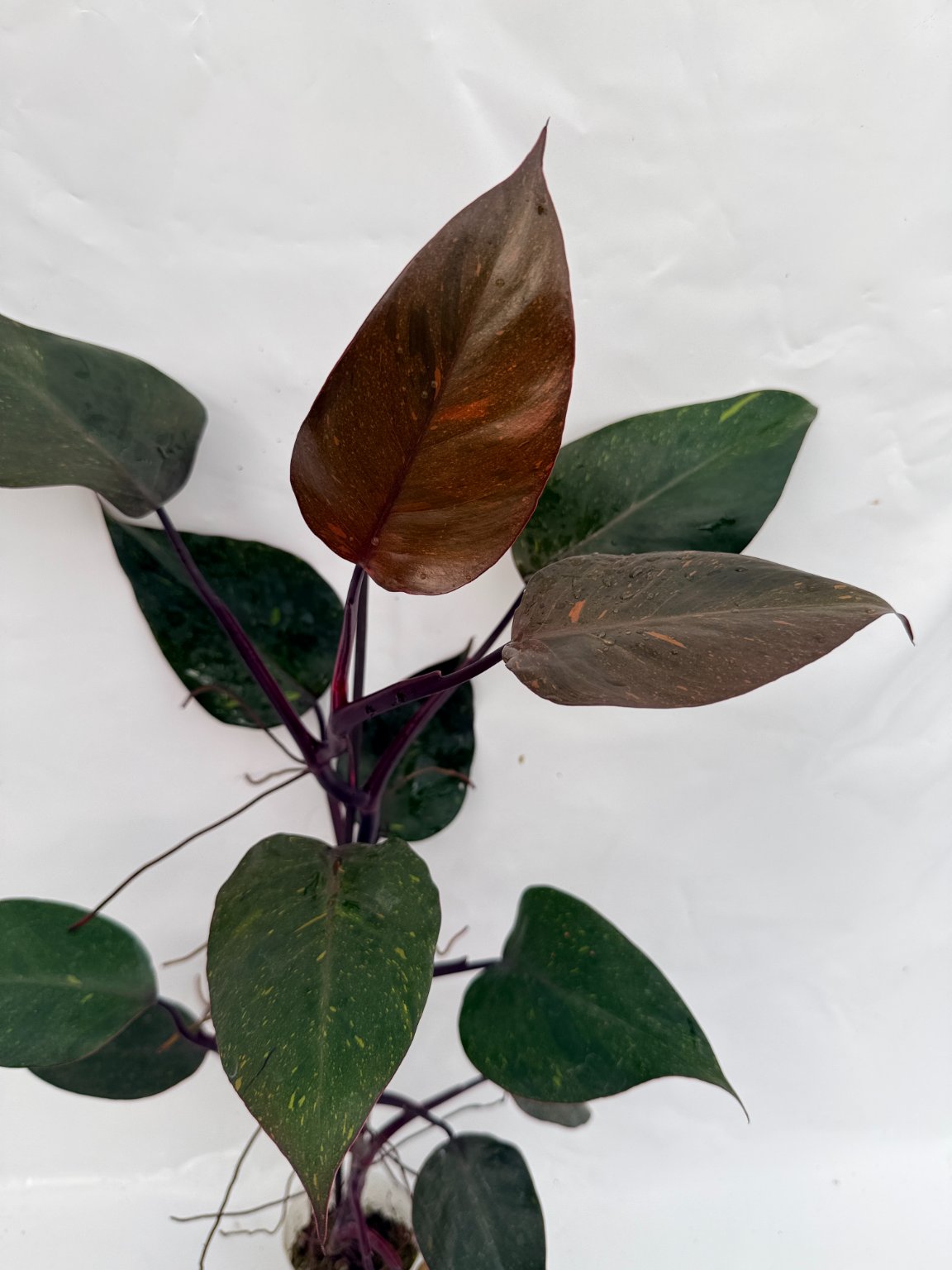Philodendron_orange_princess_variegata