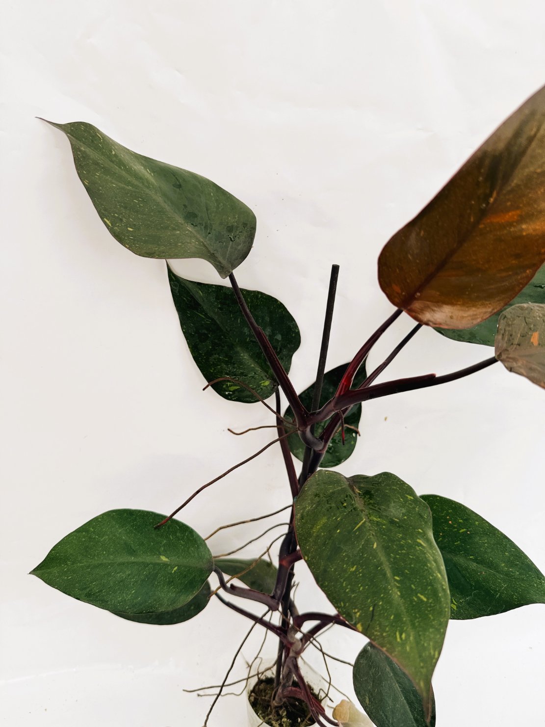 Philodendron_orange_princess_variegata