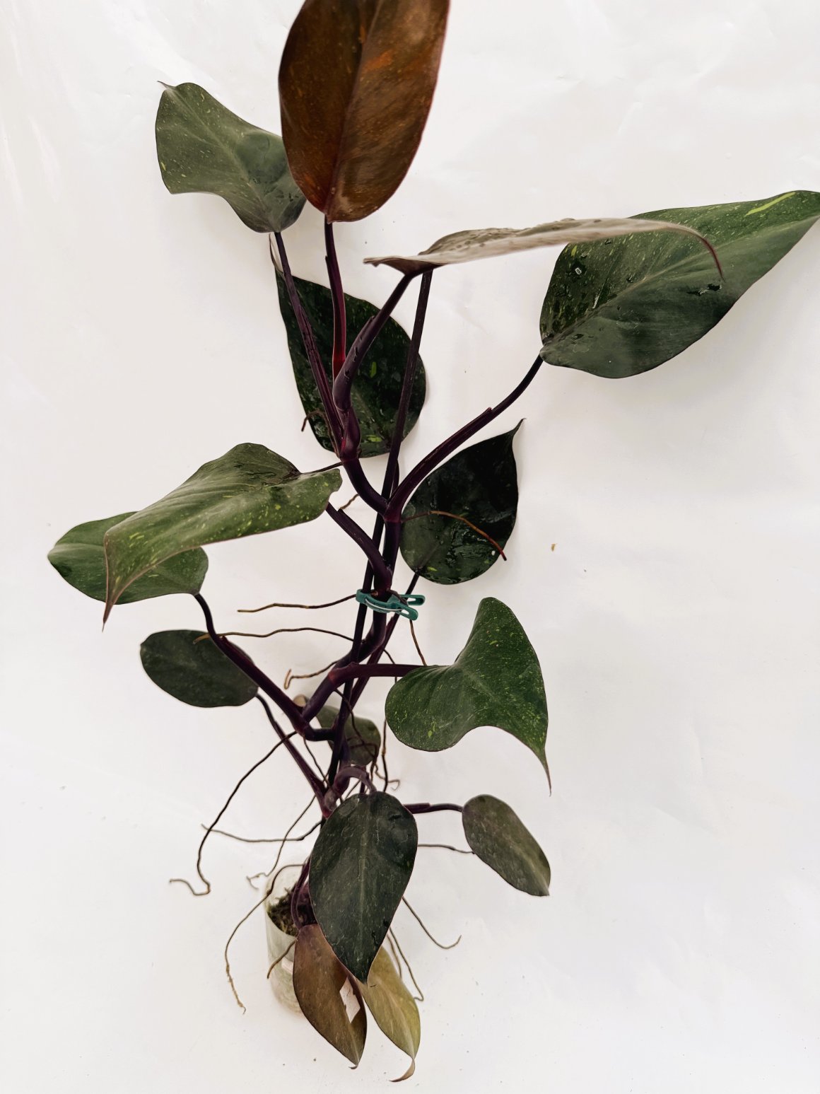 Philodendron_orange_princess_variegata