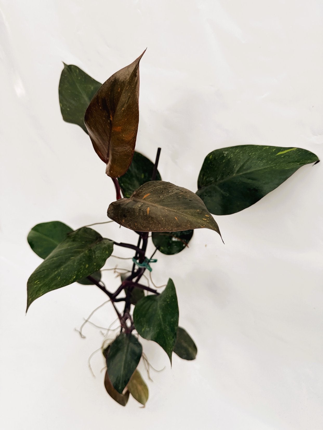Philodendron_orange_princess_variegata