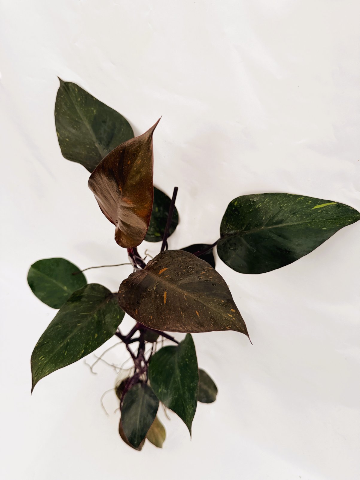 Philodendron_orange_princess_variegata