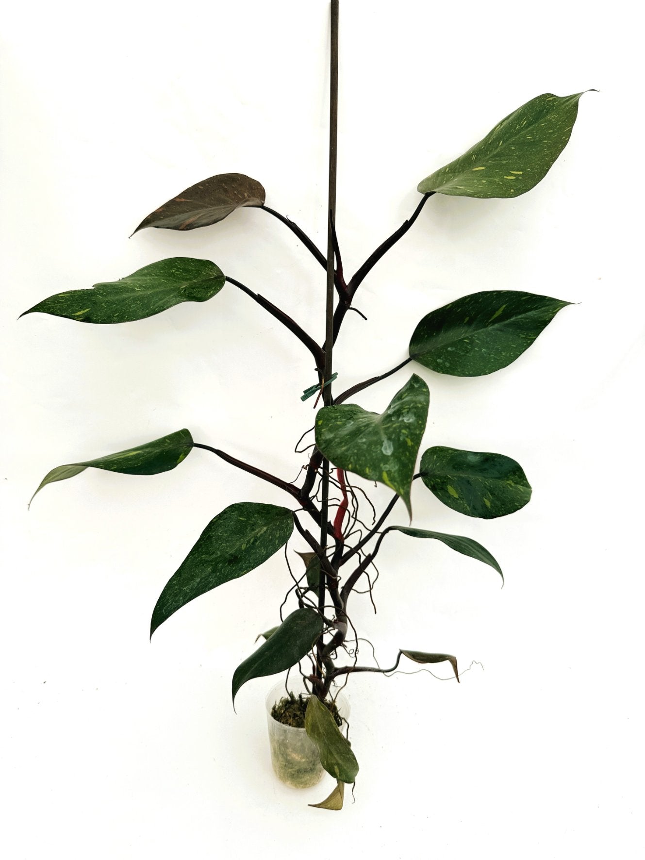 Philodendron_orange_princess_variegata