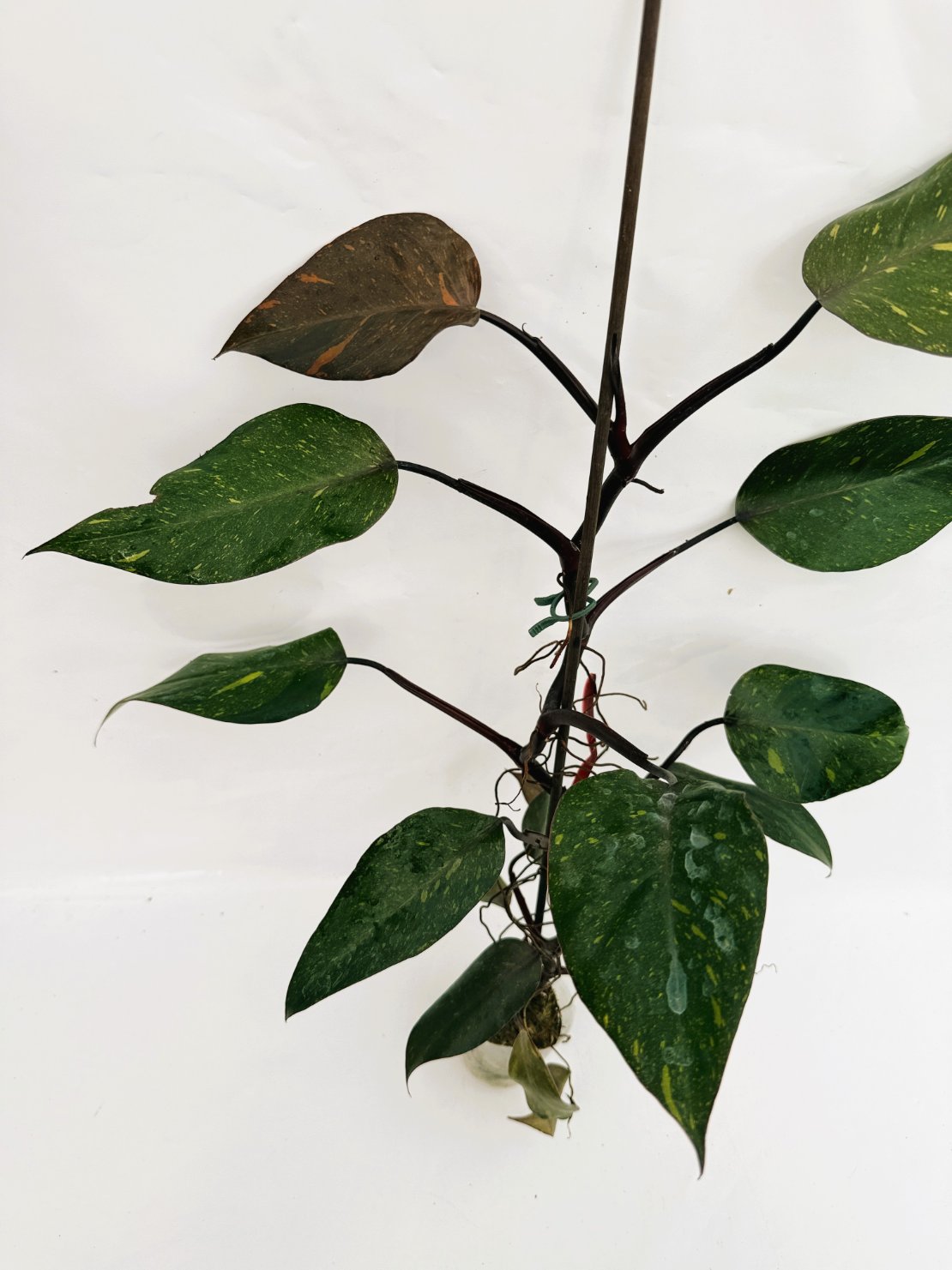Philodendron_orange_princess_variegata