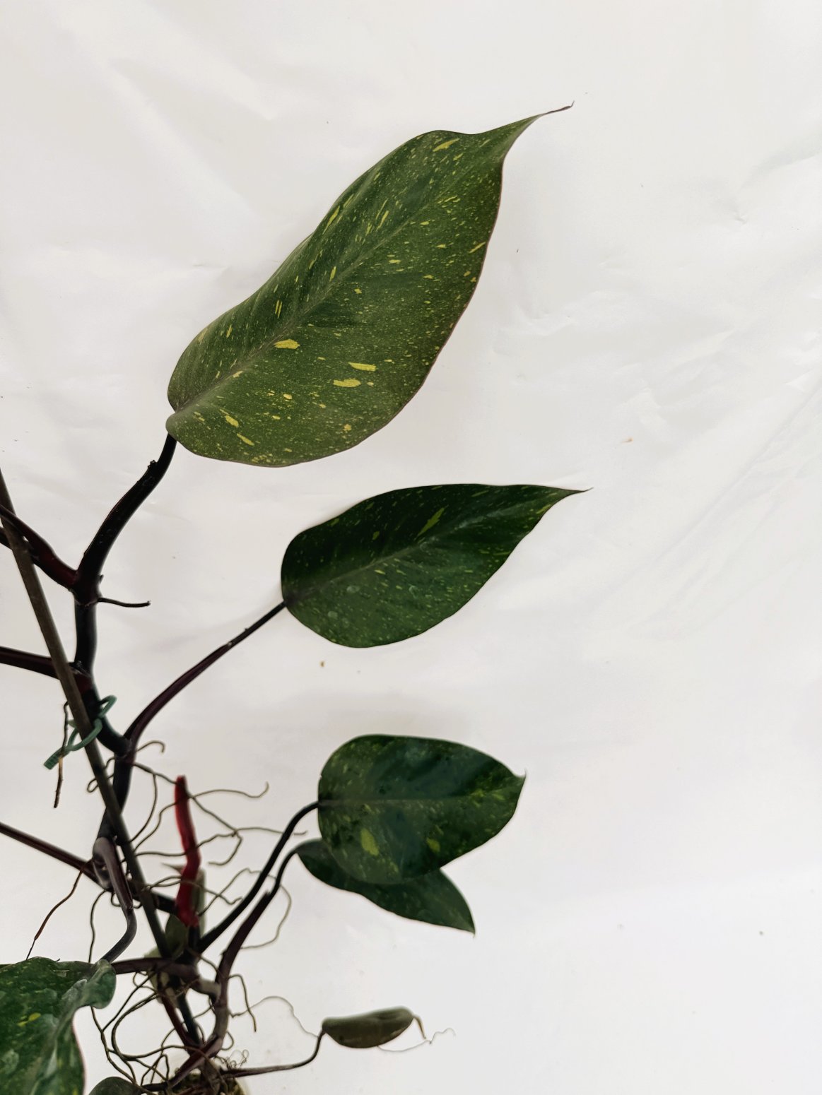 Philodendron_orange_princess_variegata