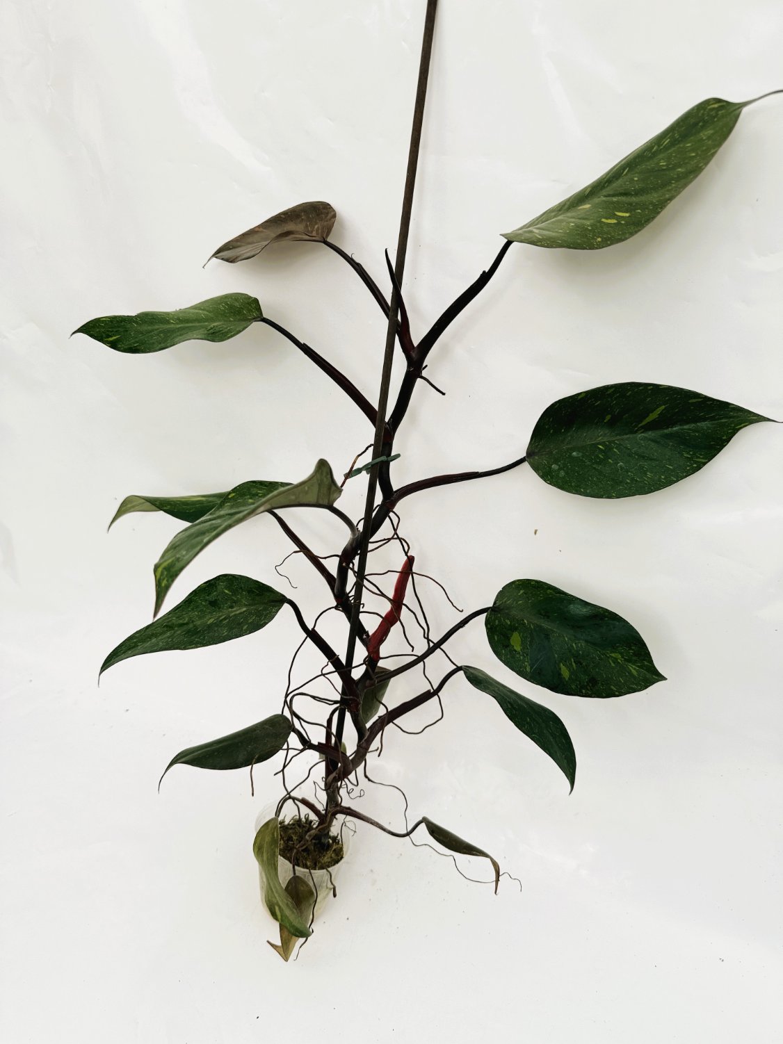 Philodendron_orange_princess_variegata