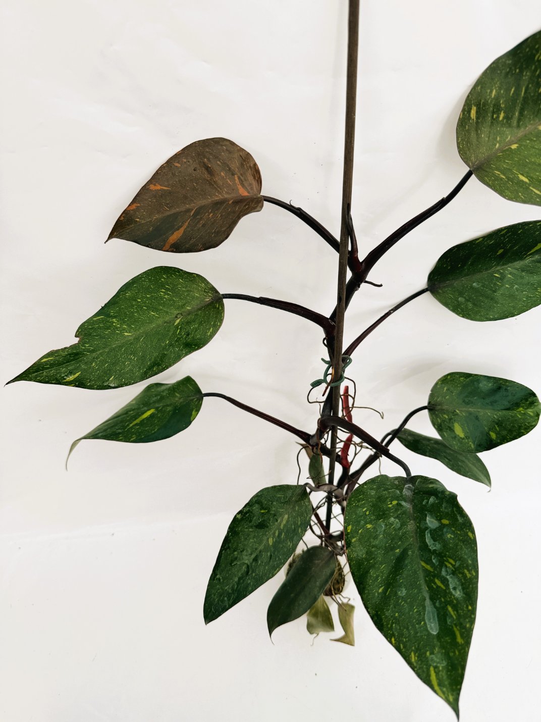 Philodendron_orange_princess_variegata