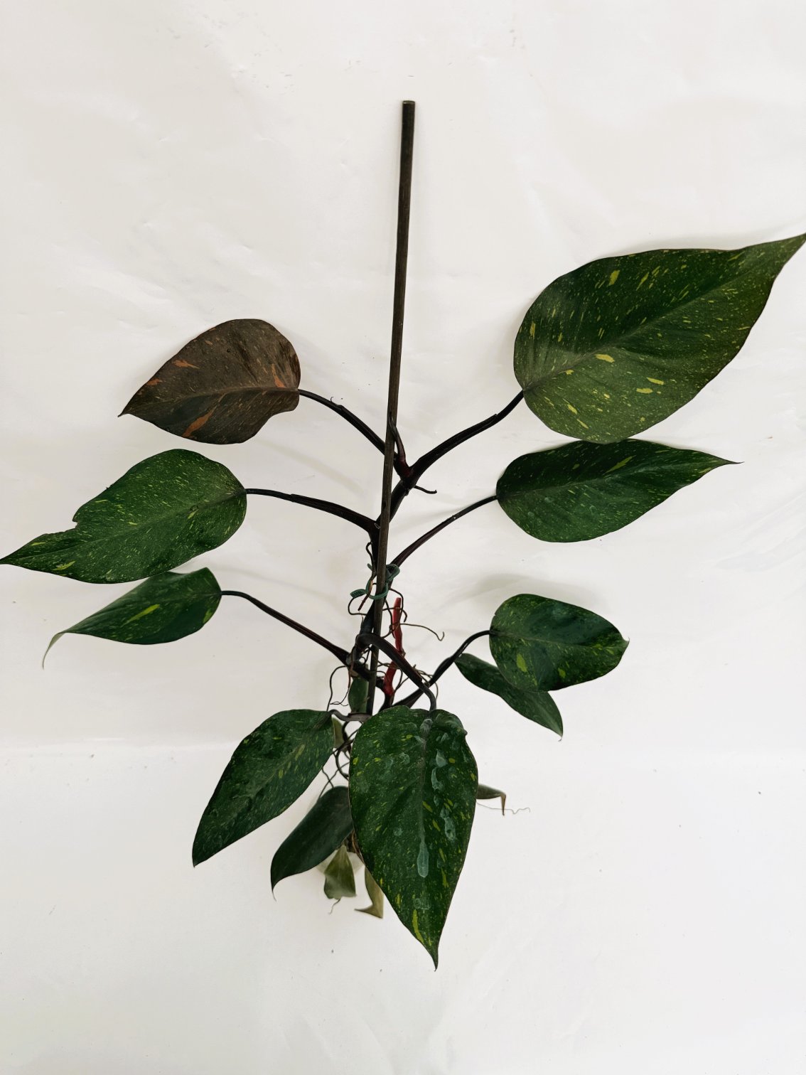 Philodendron_orange_princess_variegata