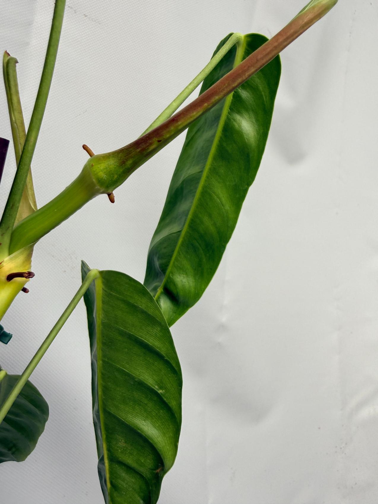 Philodendron Patriciae XL 09