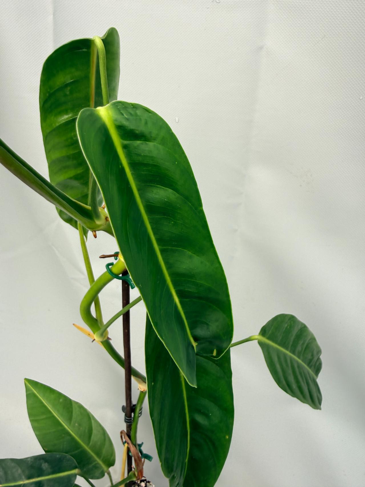 Philodendron Patriciae XL 02