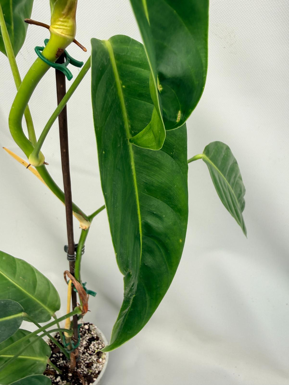Philodendron Patriciae XL 03