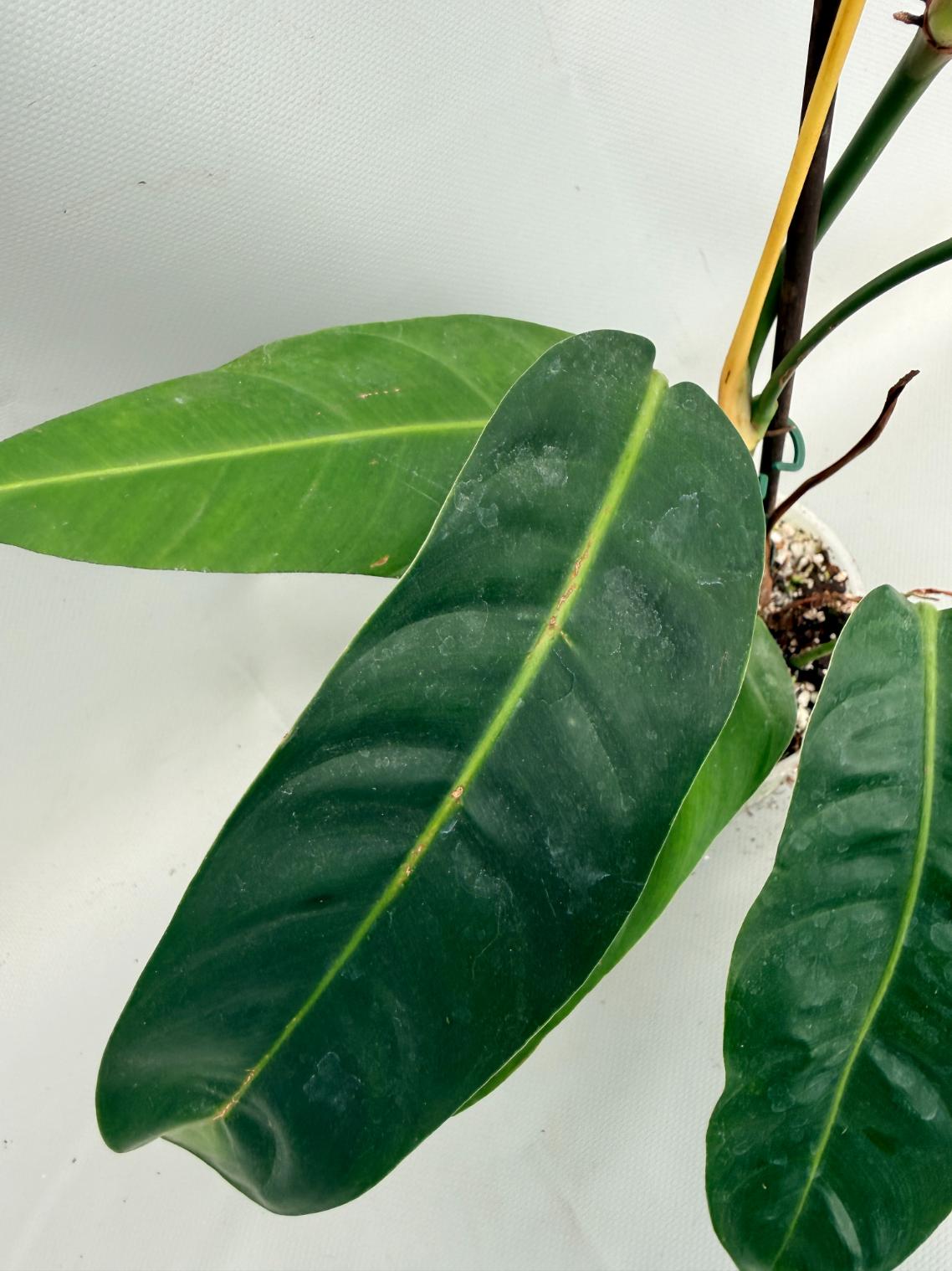 Philodendron Patriciae XL 04