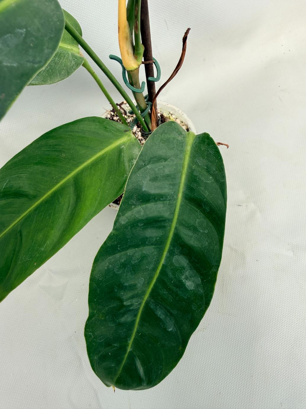 Philodendron Patriciae XL 05