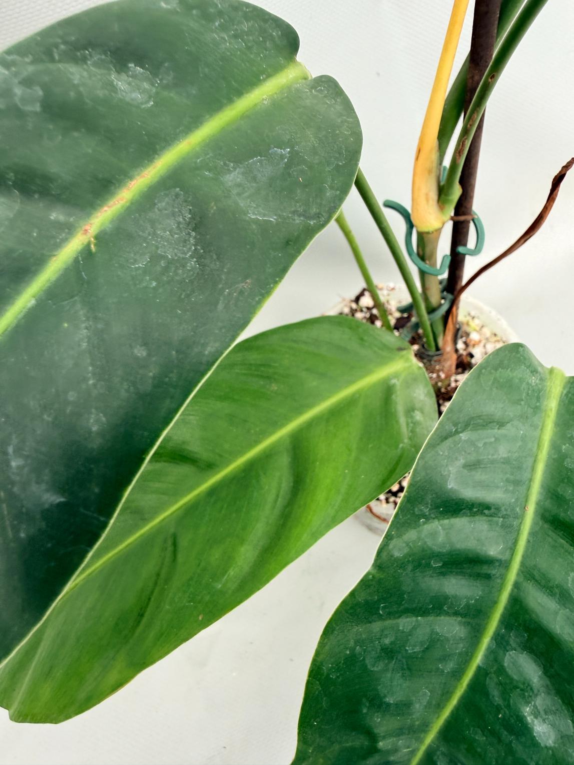 Philodendron Patriciae XL 06