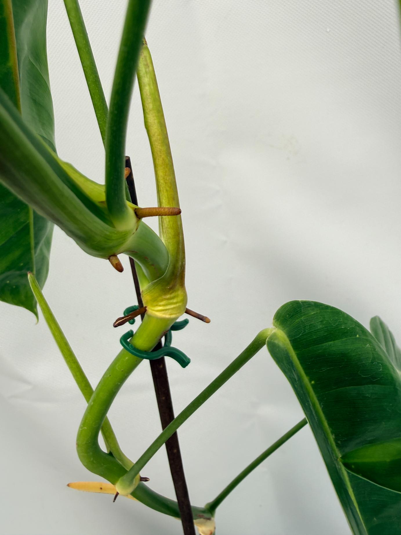 Philodendron Patriciae XL 07