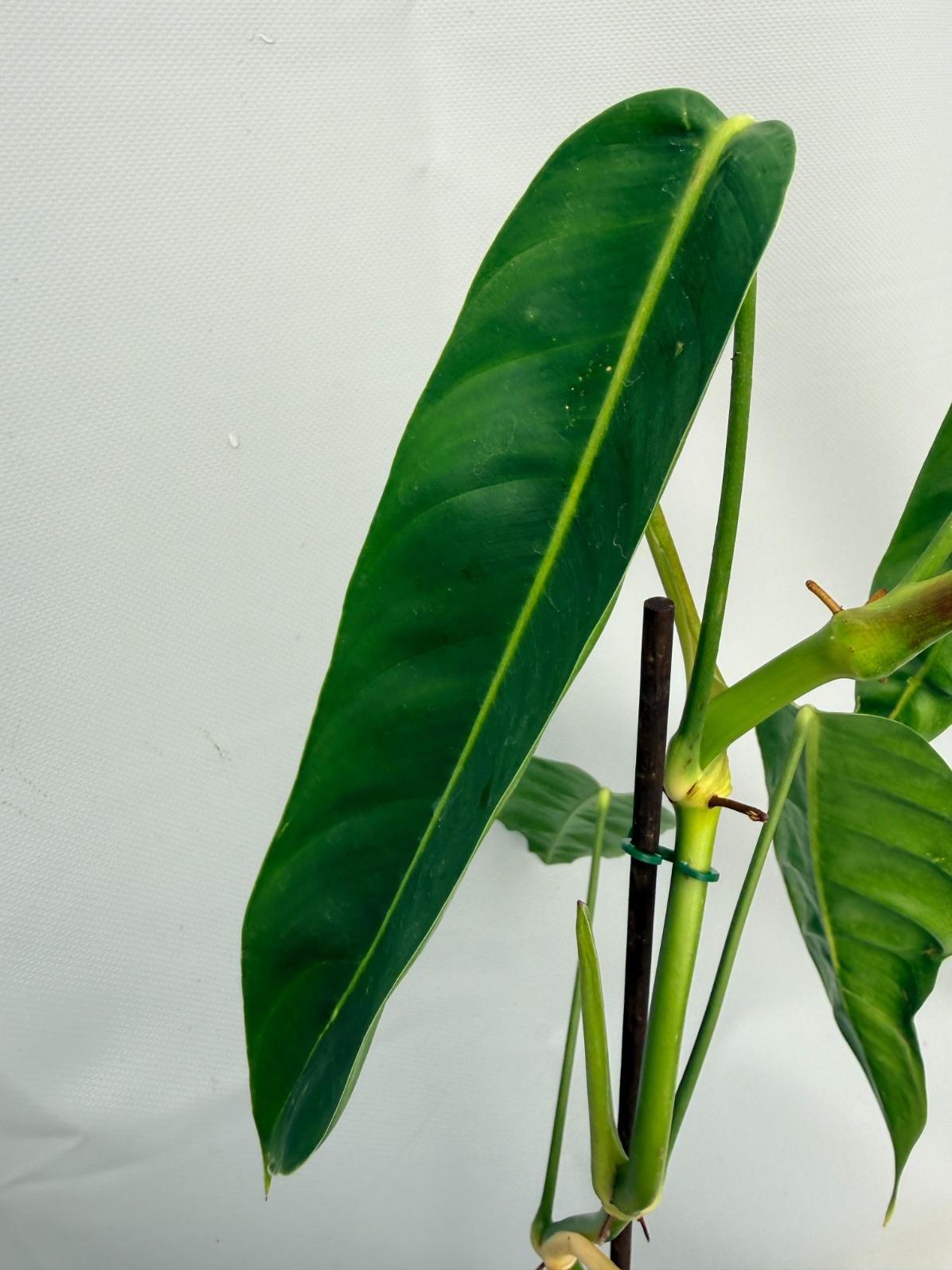 Philodendron Patriciae XL 08
